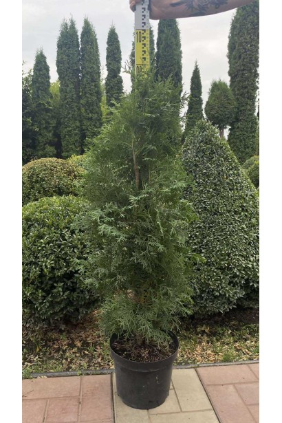 Туя східна / Платукладус Пірамідаліс Аура - 7,5л/вис.80-100см/Ø30-40см